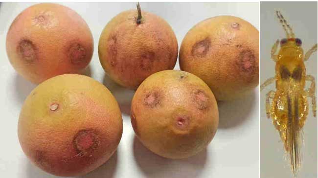 Pomelos afectados por el insecto. A la derecha, un ejemplar de trips de la orqu&iacute;dea