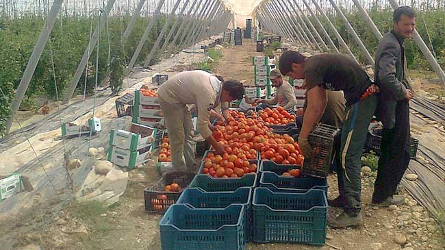 Producci&oacute;n bajo invernadero de tomate marroqu&iacute;