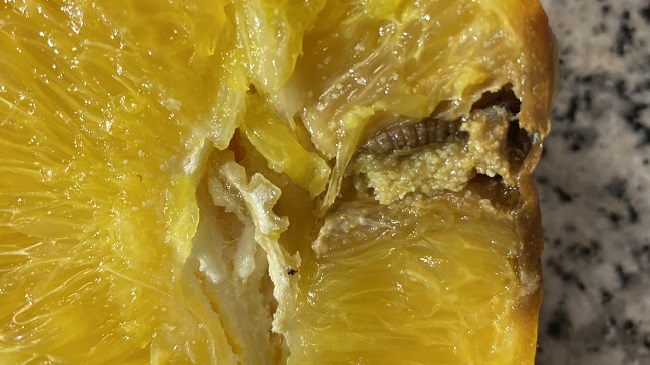Una naranja afectada por la plaga de larvas