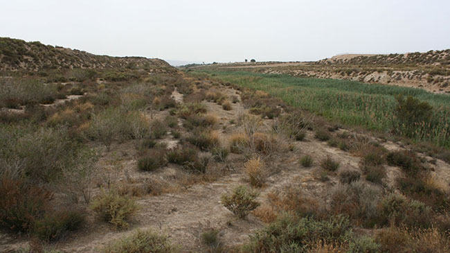 Saladares del Guadalent&iacute;n