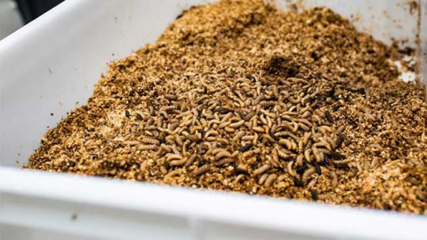 Larvas de moscas soldado negra utilizadas por Entomo Agroindustrial