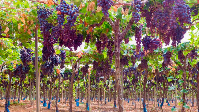 Fotograf&iacute;a de una campo de vides repletas de uva..