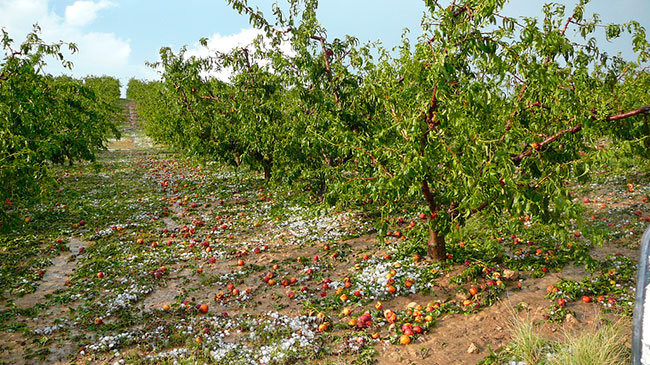 Fotograf&iacute;a de da&ntilde;os en una plantaci&oacute;n de &aacute;rboles frutales.
