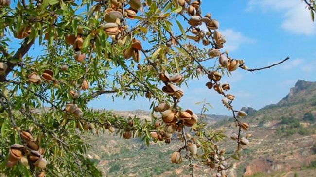 Imagen de un almendro.