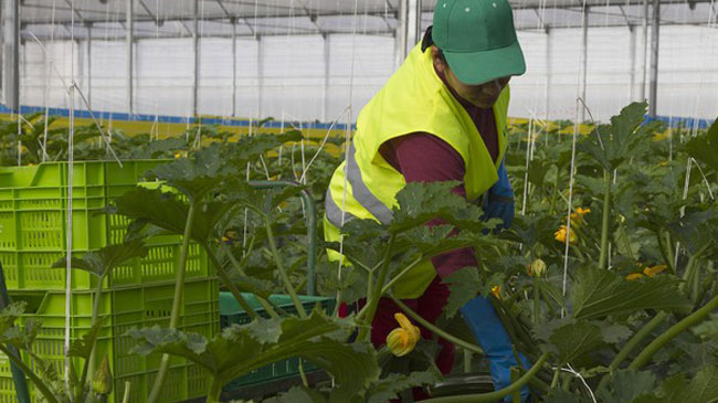 Producci&oacute;n de calabac&iacute;n bajo invernadero