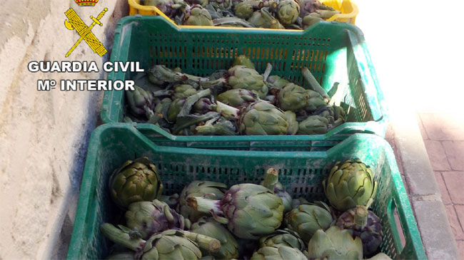 Alcachofas incautadas por la Guardia Civil