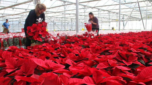 Vivero de flores de pascua