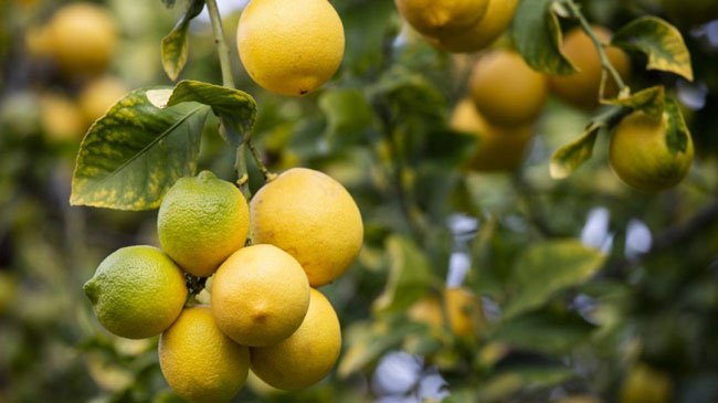 Limones murcianos