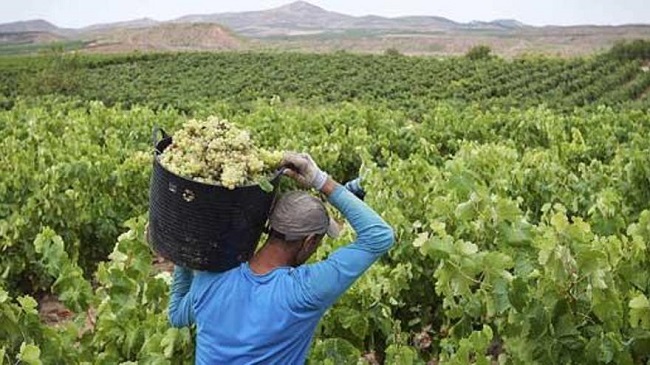 Foto de archivo de agricultor