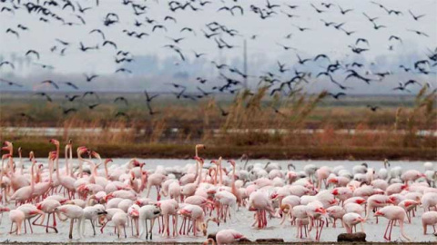 Flamencos en La Albufera, en Valencia Flamencos en La Albufera, en Valencia