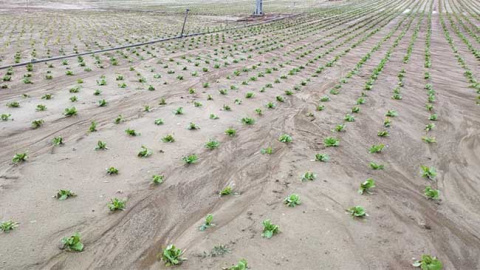 Da&ntilde;os en el campo causados por una DANA