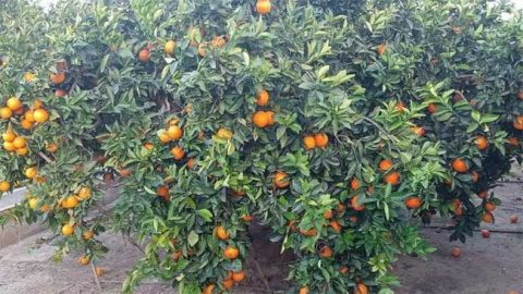 campo de naranja navelina